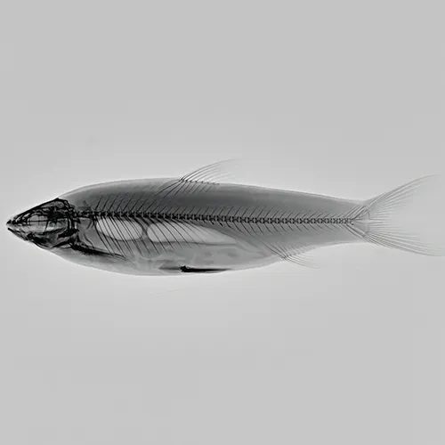 Veterinary radiograph